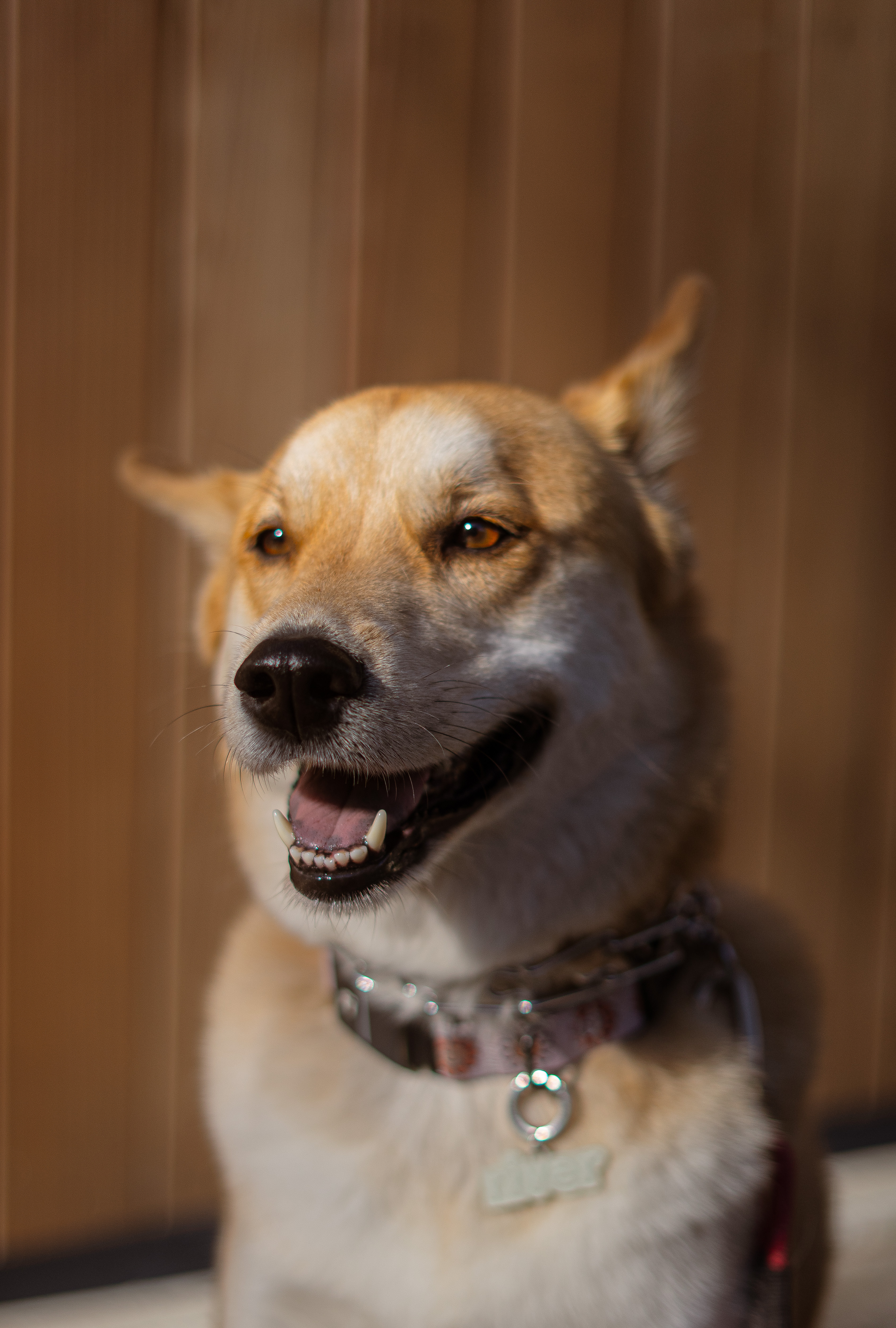 Dog portrait street photography